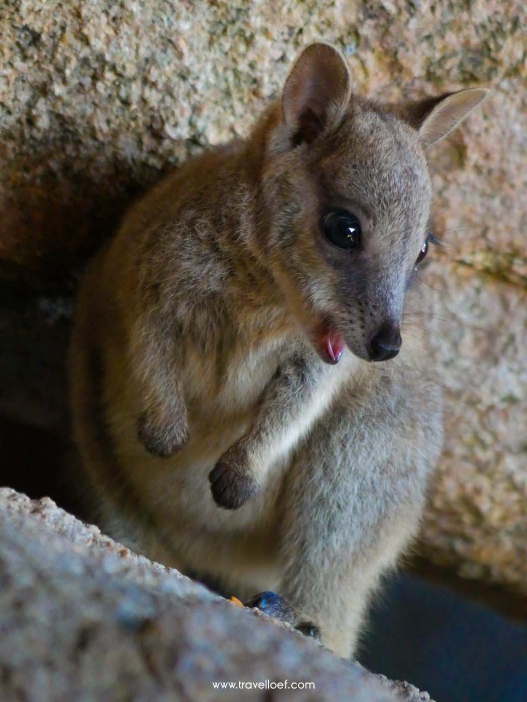 Wallabie rock Magnetic Island