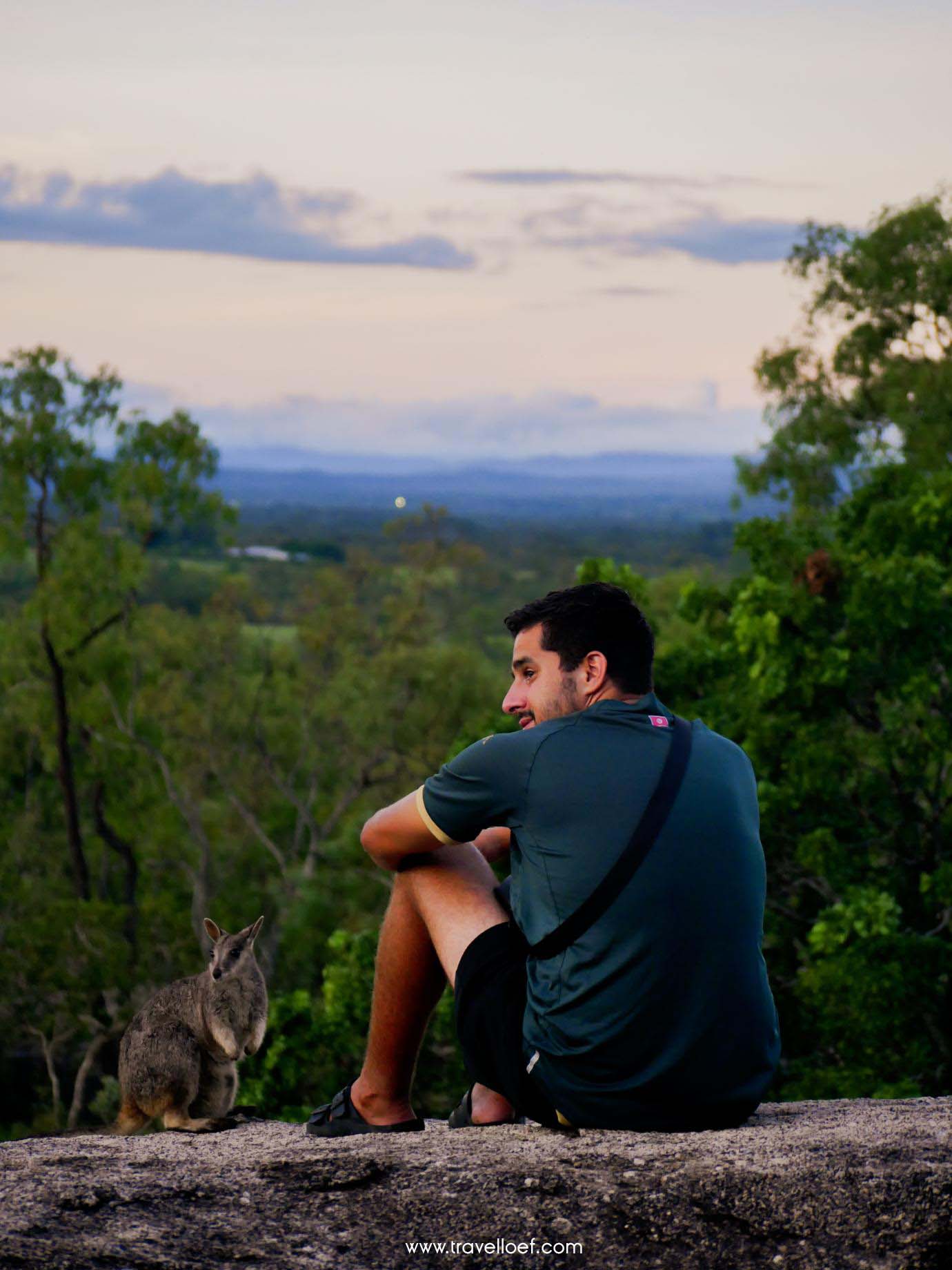 Camping Wallabies Atherton Tablelands