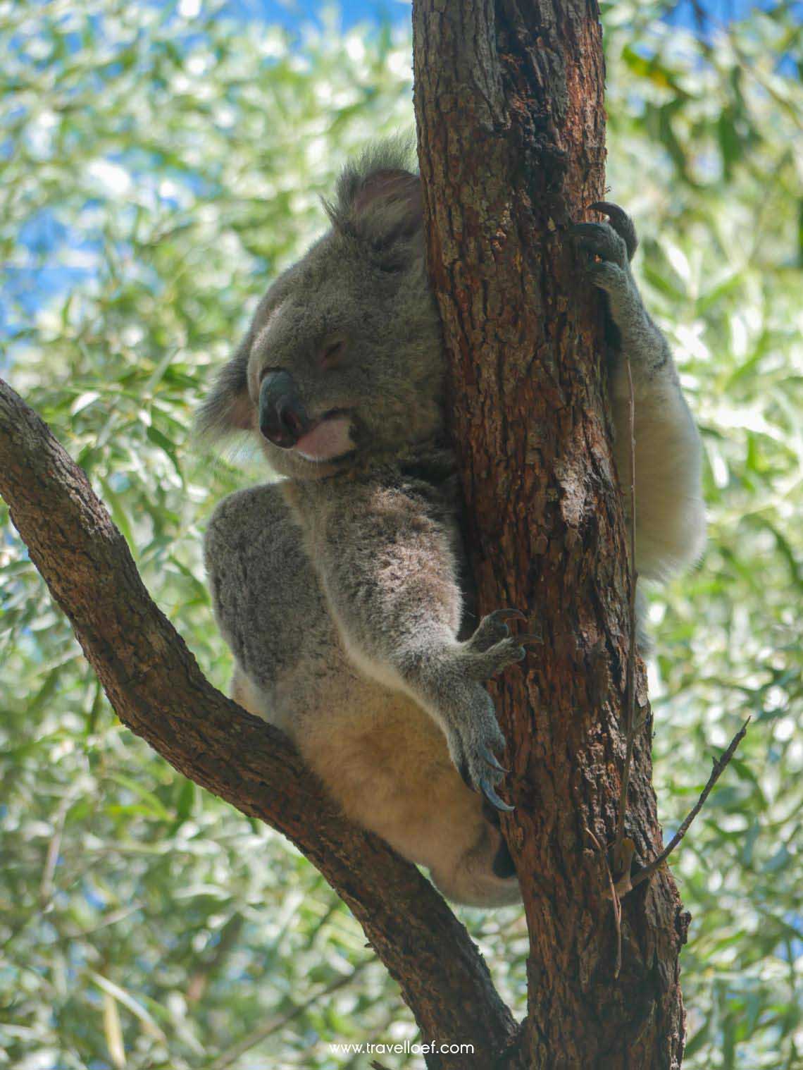 Wilde koala Australie in de boom