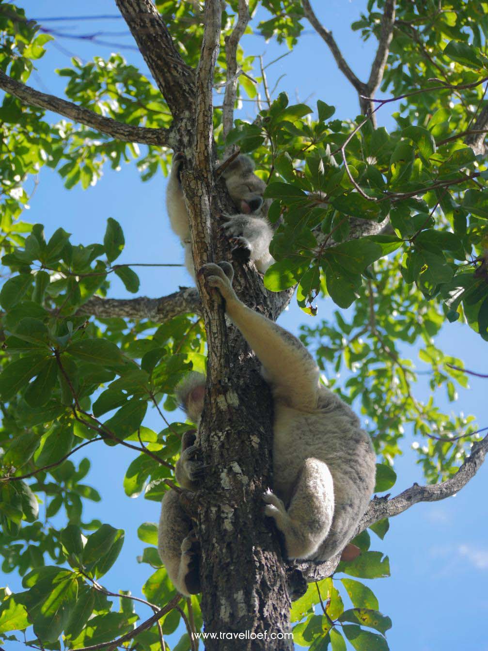 Baby koala en moeder spotten op Magnetic Island