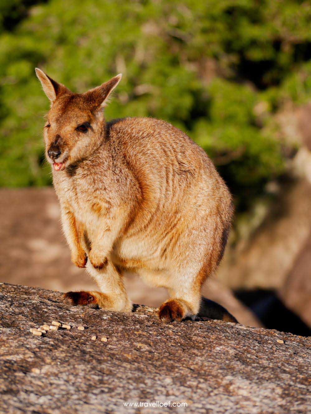 wallabie op rots