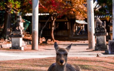 Tips en bezienswaardigheden voor wat te doen in Nara, Japan