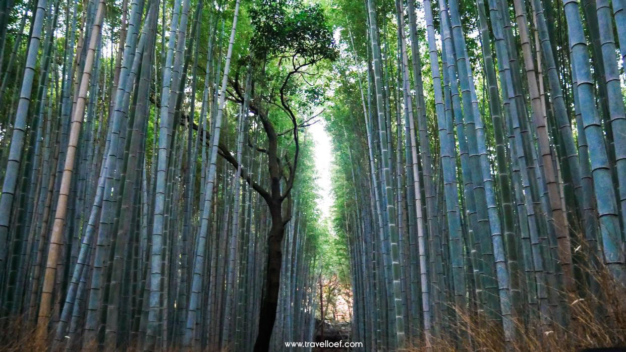 Arashiyama Bamboo Grove park Kyoto