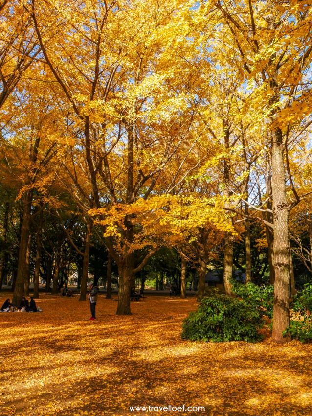 Park 