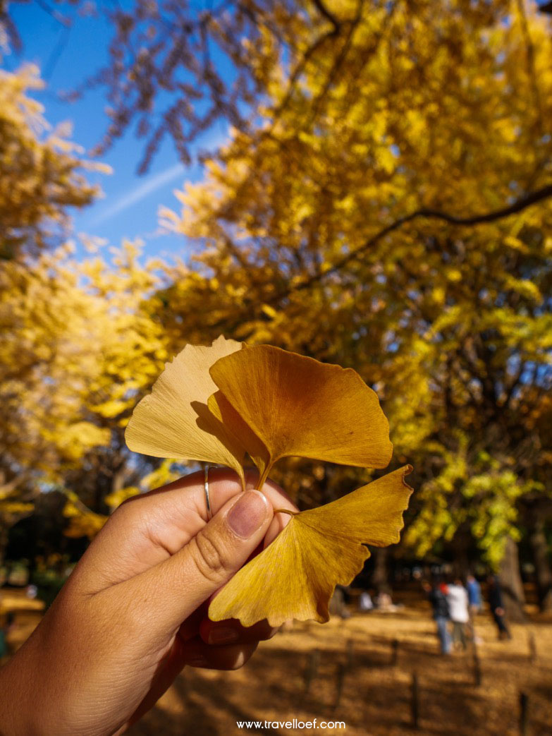 Park Tokyo