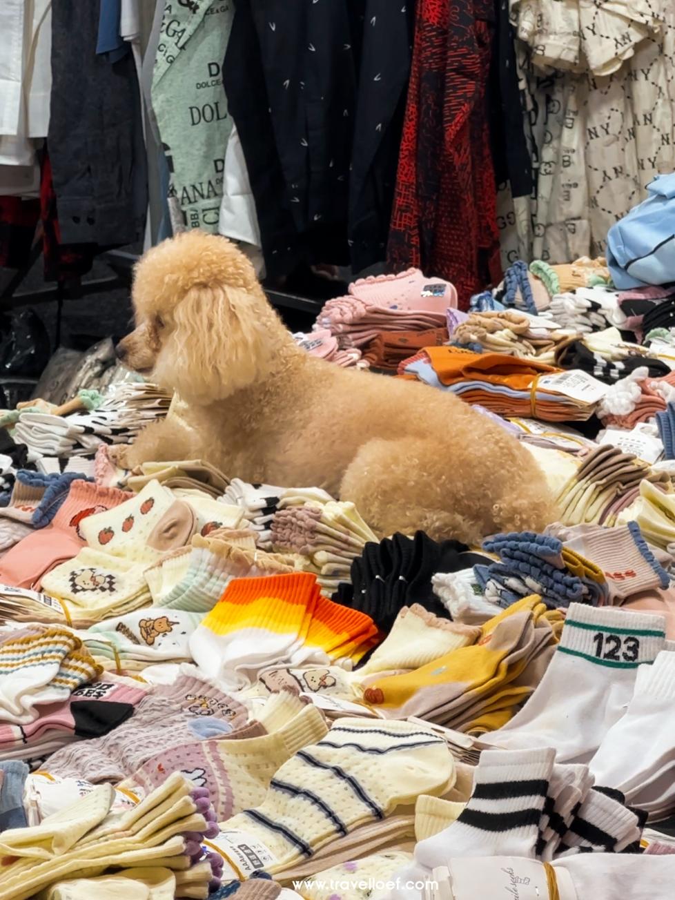 weekend markt in Hanoi Vietnam hondje